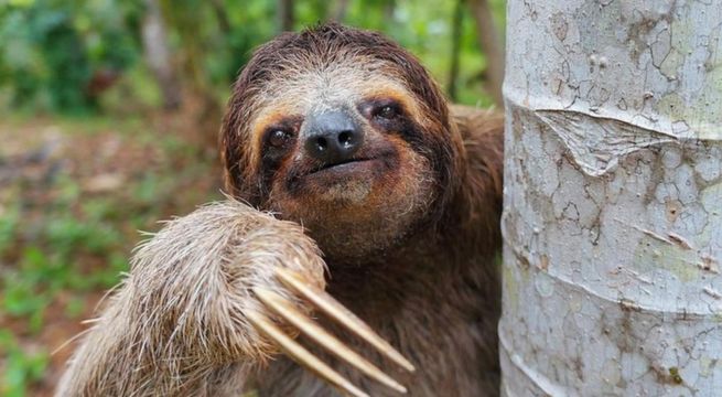 Por qué los 'perezosos' no son considerados osos: a qué familia pertenecen
