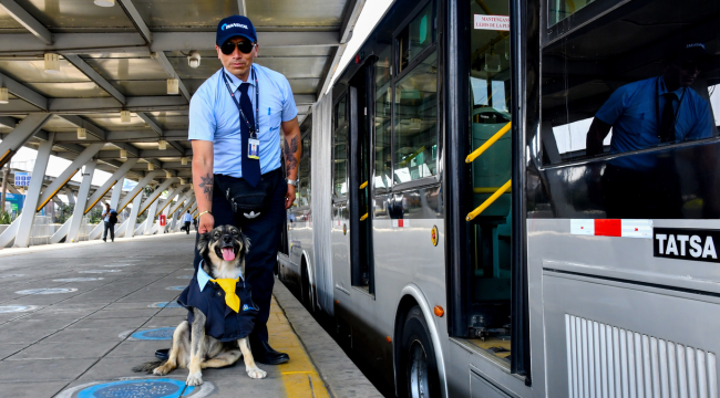 Conoce a 'Bello', el chofer canino del Metropolitano