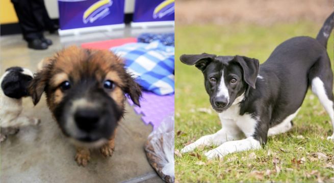 Lanzan campaña de vacunación canina contra la rabia