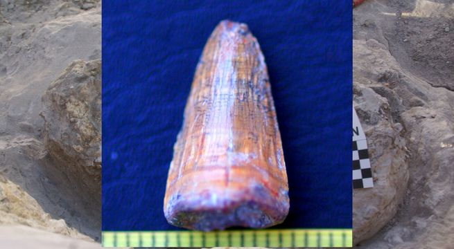 El último cocodrilo de Europa: un descubrimiento de 4,5 Millones de años