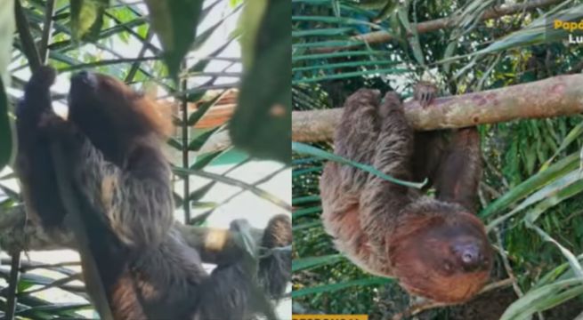 Once perezosos fallecieron cuando eran trasladados desde Loreto a Dubai