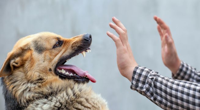 Rabia urbana: Arequipa, Puno, Moquegua y Tacna en observación por el Minsa