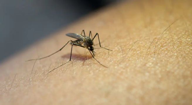 Una epidemia de dengue 