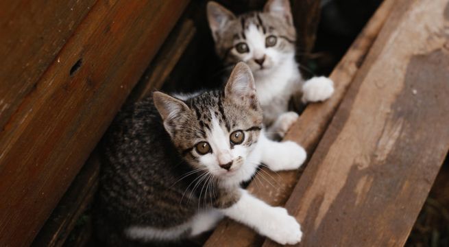 China clona un gato usando su propia tecnología