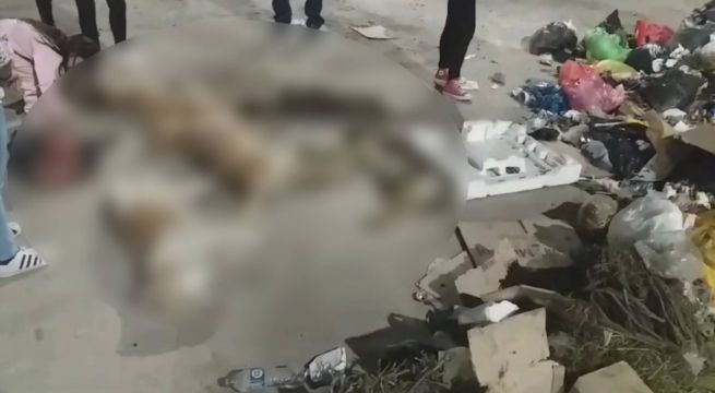 Envenenamiento masivo de perros genera indignación en Cajamarca