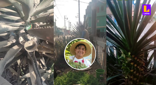 Joven sana gratis plantas de las calles: conoce la historia de 