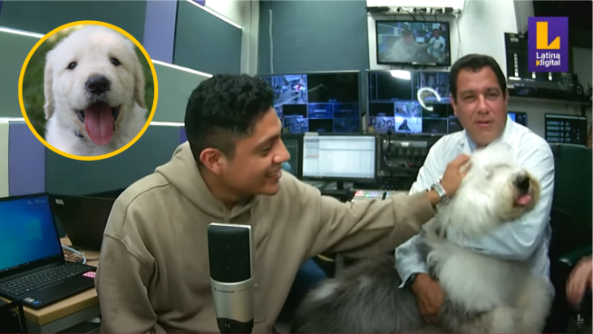 Navidad 2023: conoce cómo proteger a las mascotas de la pirotecnia