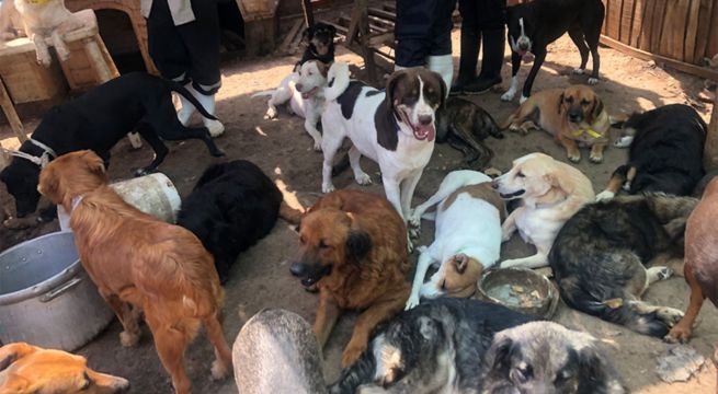 En qué país protestan contra la prohibición del consumo de carne de perro
