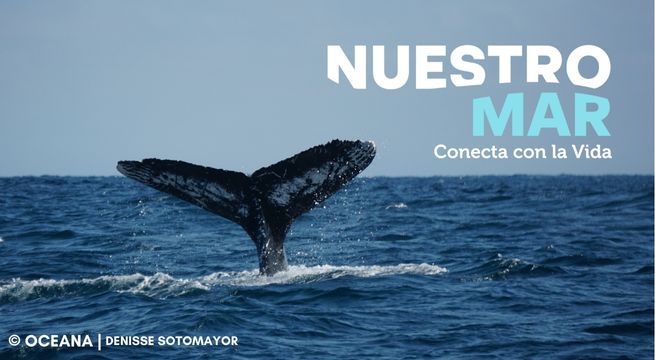 Escucha cómo suena el canto de las ballenas en la playa de Órganos, Piura