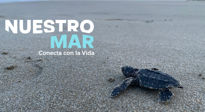 Por qué pocas tortugas golfinas sobreviven al nacer