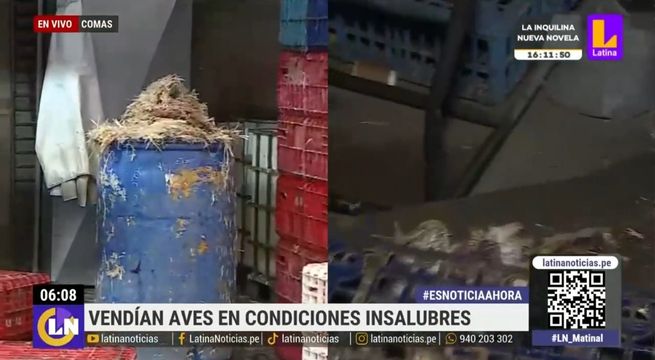 Intervienen avícola que inflaba pollos con agua contaminada
