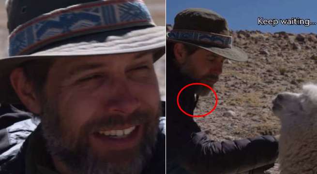 Alpaca peruana escupe a fotógrafo de cadena internacional NatGeo | VIDEO