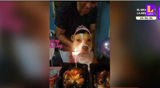 Surquillo: denuncian a exmilitar por atacar a perro pitbull de su vecina