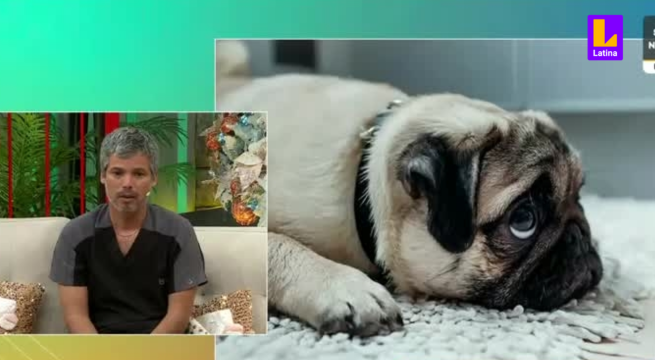 ¿Qué cosas afectan emocionalmente a tu mascota? Pancho Cavero te lo explica