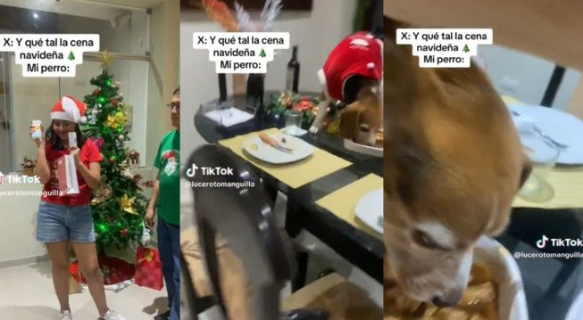 Perrito se sube a la mesa y se come la cena cena de Navidad | VIDEO