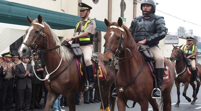 Bloque animalista del Congreso  pide prohibir el uso de caballos de la PNP en eventos deportivos