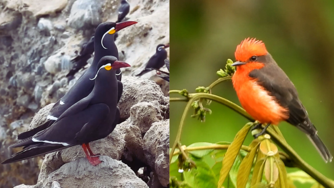 Perú ocupa el primer lugar del ranking mundial de diversidad de aves