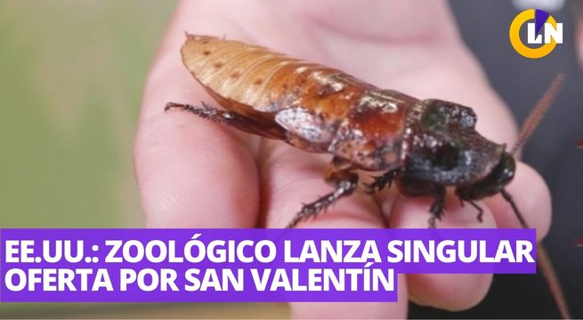 Una cucaracha con el nombre de tu ex: las insuperables ofertas de zoológicos de EE.UU.