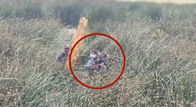 ¡Terrible! Perrito sufre caída en río de Puno