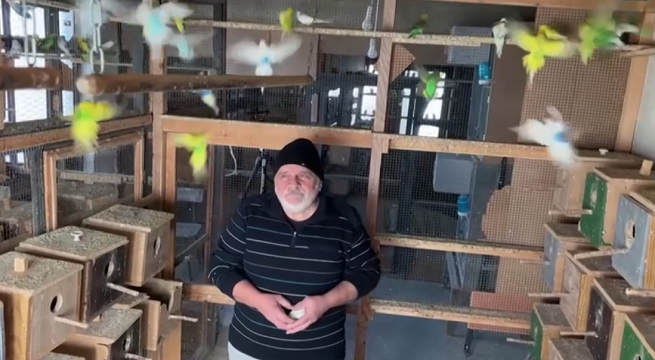 Hombre vive junto a 600 periquitos australianos