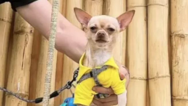 Apareció Marianito, chihuahua robado en San Martín de Porres  