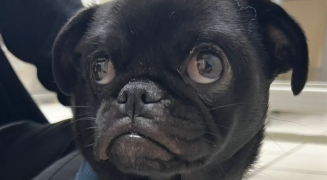 Reino Unido: familia queda en shock tras hallar 60 cintas de pelo en el estómago de su perro