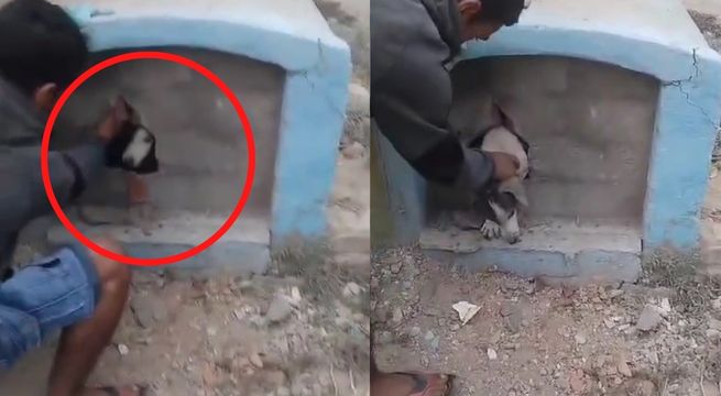 ¡Insólito! Rescatan a perrito que fue sepultado vivo en cementerio