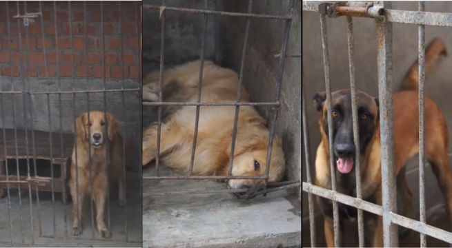 Sin techo y entre rejas oxidadas: así viven los perros de la unidad canina de la Policía