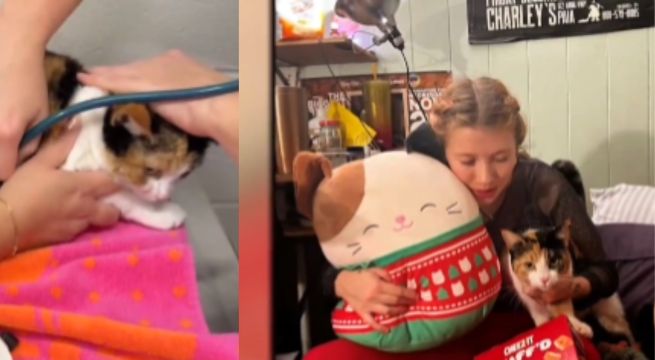 Gatita sobrevivió 100 días en zona de incendios forestales