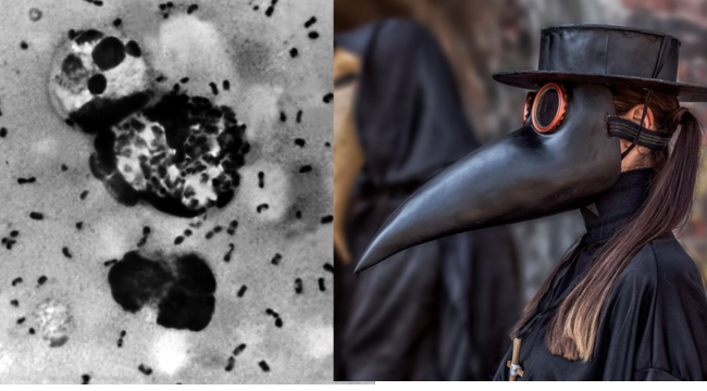 Peste bubónica continúa en 2024: ¿a qué se debe?