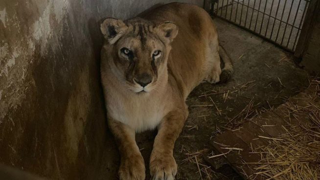 Leona 'Cori' fallece en el zoológico de un paro cardiorrespiratorio 