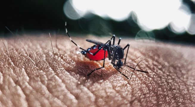¿Cómo la IA se suma a la lucha contra las enfermedades transmitidas por mosquitos?