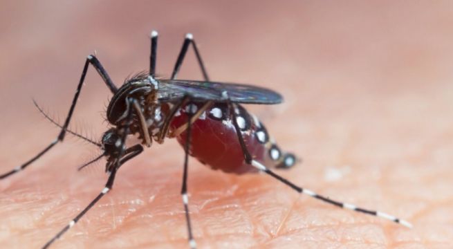 Gobierno declara Emergencia por dengue en 20 departamentos: ¿cuáles son?