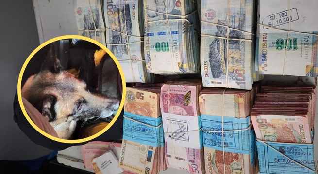 Perrito aduanero 'Hades' detectó más de medio millón de soles escondidos en un minibús