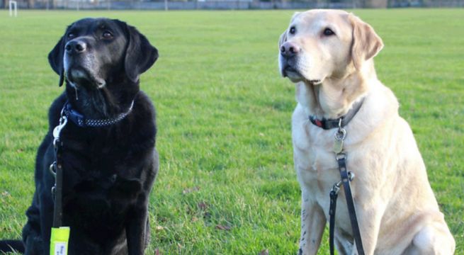 Perros guías separados de cachorros se reencuentran 10 años después | VIDEO