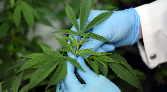El cannabis y su efecto mortal contra un tipo muy común de cáncer