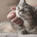 Día Internacional del Gato: por qué se celebra cada 8 de agosto y qué otras fechas existen
