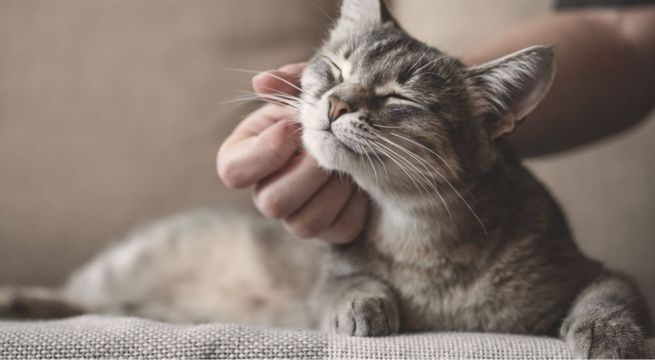 Día Internacional del Gato: por qué se celebra cada 8 de agosto y qué otras fechas existen
