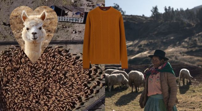 Marca de súperlujo es acusada de pagar 'miserias' a agricultores peruanos por lana de vicuñas