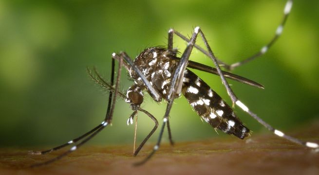 Mosquitos genéticamente modificados combatirán contra la ola de dengue