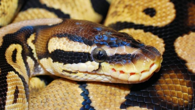 Dos hombres son acusados de intentar usar una serpiente para que se coma a la hija de su víctima