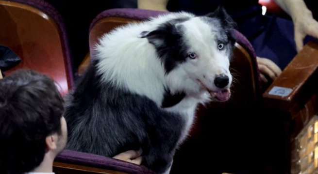 Messi, el talentoso perro actor, logró ser parte de la gala de los Oscar 2024