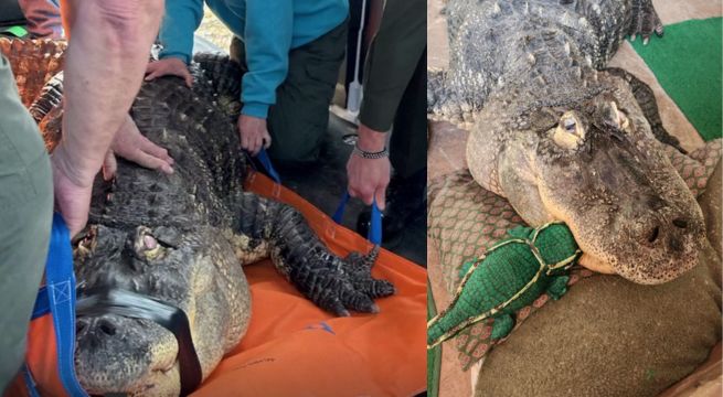 La batalla por 'Albert': un hombre quiere recuperar a su caimán de 340 kilos