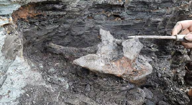 Pebanista Yacuruna: La especie de delfín que vivió en el Perú hace 16 millones de años