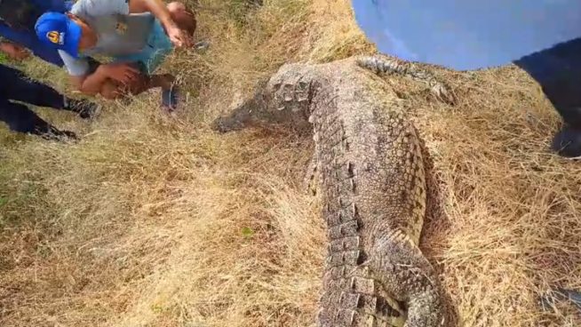 Sujetos sacrifican a cocodrilo: PNP tras pasos de responsables