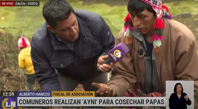 Comuneros cusqueños realizan 'ayni' para la cosecha de este tubérculo | VIDEO