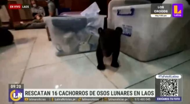 Laos: rescatan a 16 adorables cachorros de osos lunares | VIDEO