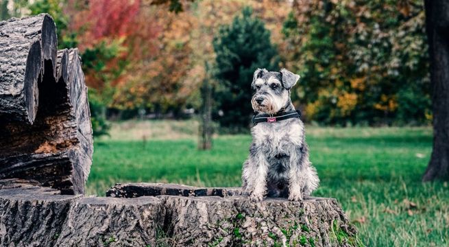 Sujeto apuñala a perro por 