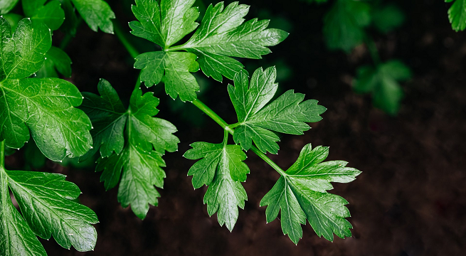 Este es el mejor aliado para controlar el azúcar en la sangre