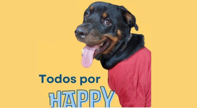 Perrito, ganador del 'Míster Canino 2023', lucha por su vida y busca ayuda